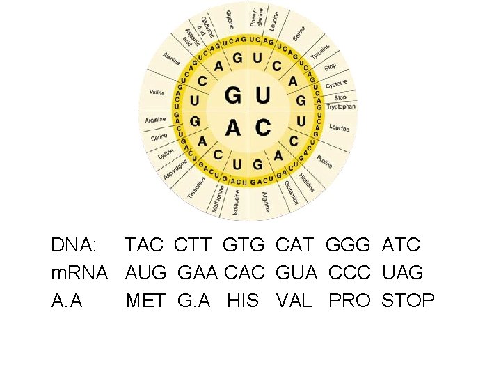 DNA: TAC CTT GTG CAT GGG ATC m. RNA AUG GAA CAC GUA CCC