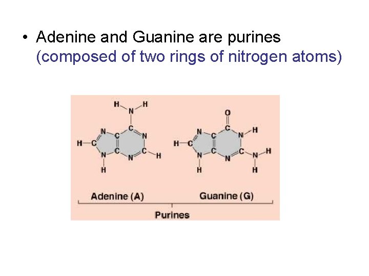  • Adenine and Guanine are purines (composed of two rings of nitrogen atoms)