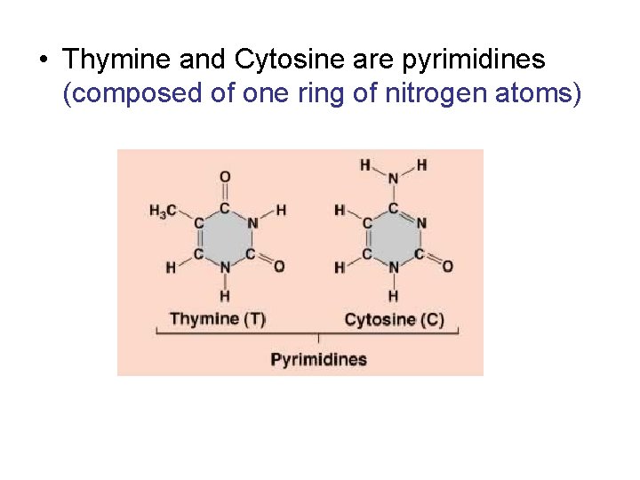  • Thymine and Cytosine are pyrimidines (composed of one ring of nitrogen atoms)
