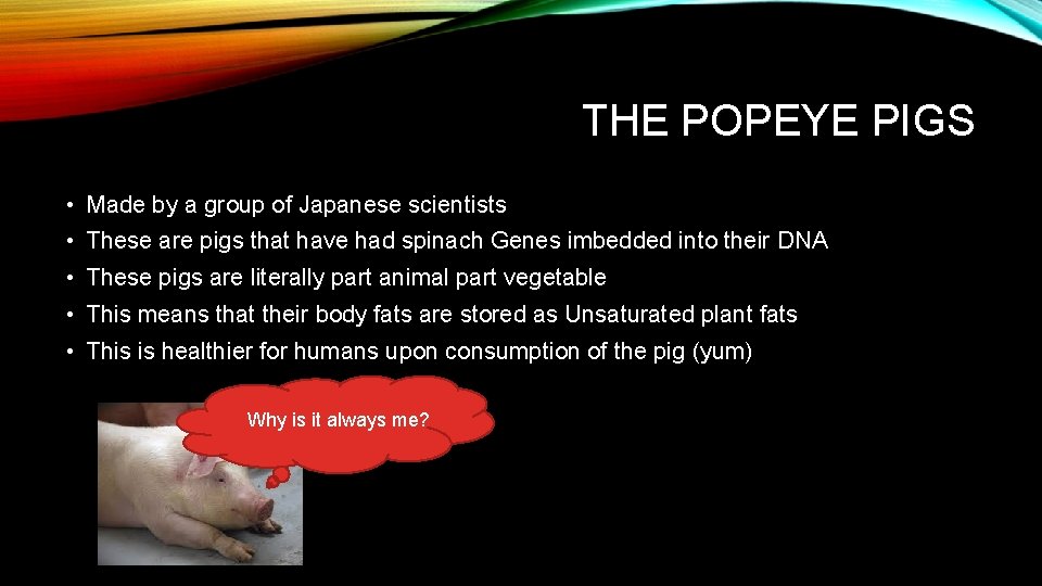 THE POPEYE PIGS • Made by a group of Japanese scientists • These are