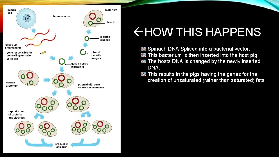  HOW THIS HAPPENS Spinach DNA Spliced into a bacterial vector. This bacterium is