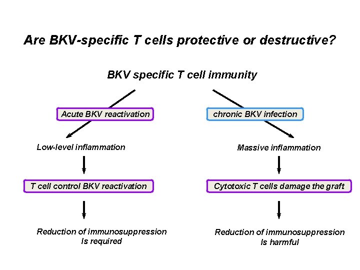Are BKV-specific T cells protective or destructive? BKV specific T cell immunity Acute BKV