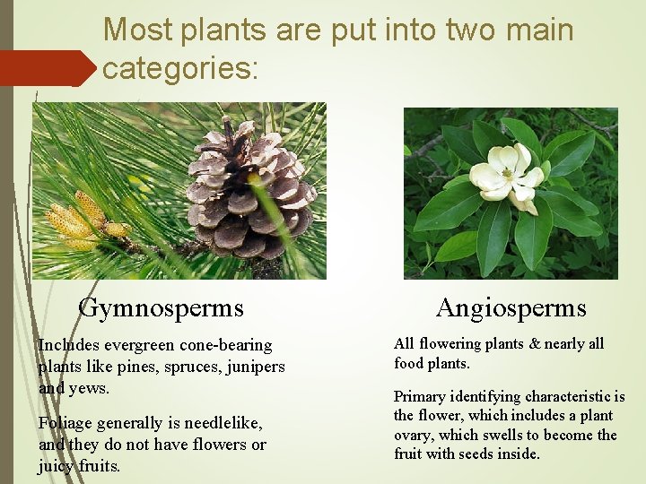 Most plants are put into two main categories: Gymnosperms Includes evergreen cone-bearing plants like