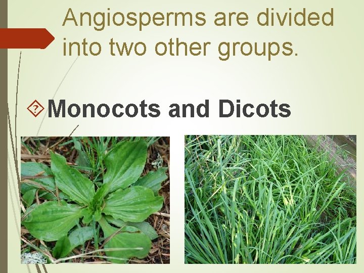 Angiosperms are divided into two other groups. Monocots and Dicots 