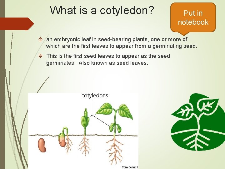 What is a cotyledon? Put in notebook an embryonic leaf in seed-bearing plants, one