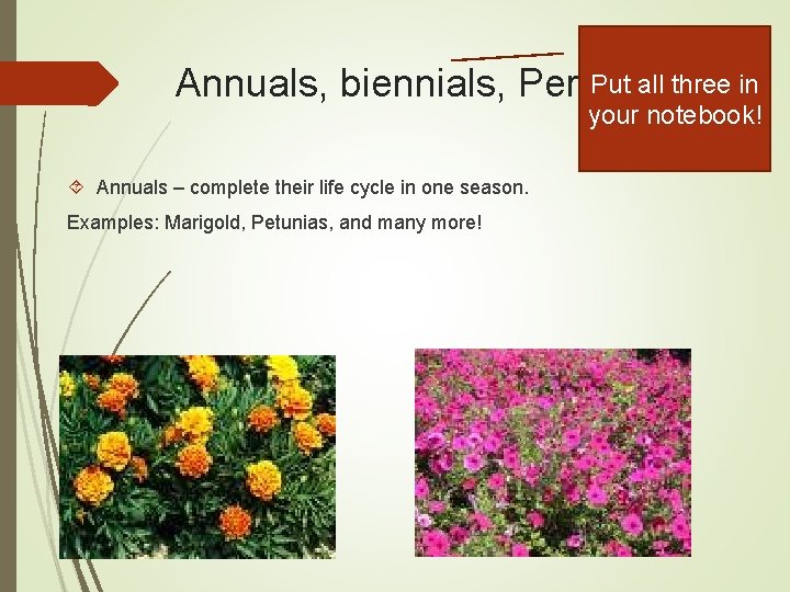 Put all three in Annuals, biennials, Perennials your notebook! Annuals – complete their life