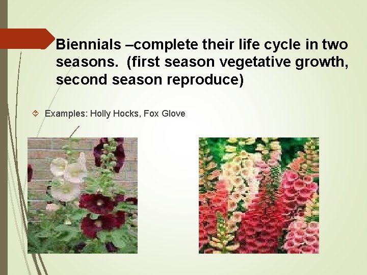 Biennials –complete their life cycle in two seasons. (first season vegetative growth, second season