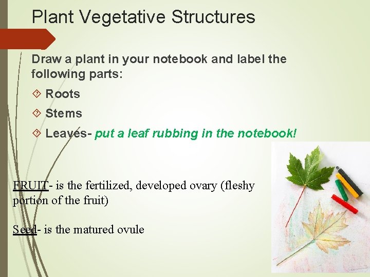 Plant Vegetative Structures Draw a plant in your notebook and label the following parts: