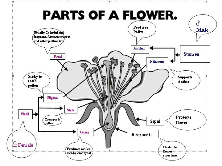 ♂ Male Produces Pollen Usually Colorful and fragrant. Attracts insects and other pollinators Anther