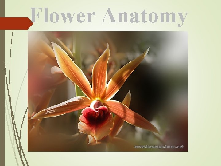 Flower Anatomy 