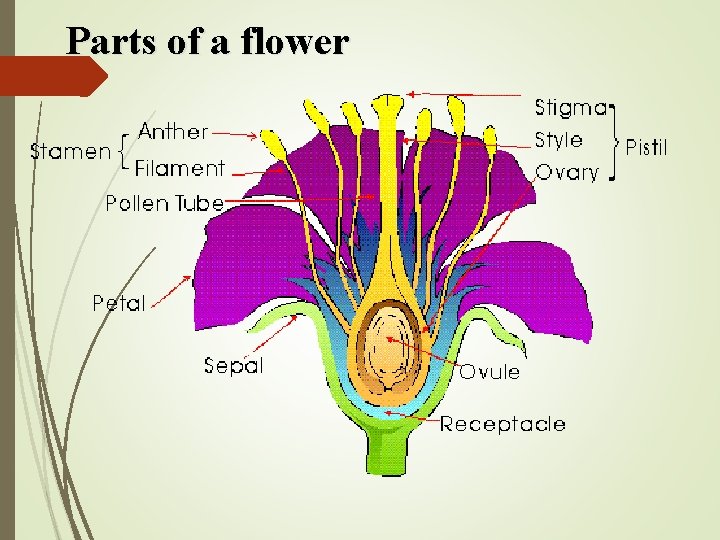 Parts of a flower 