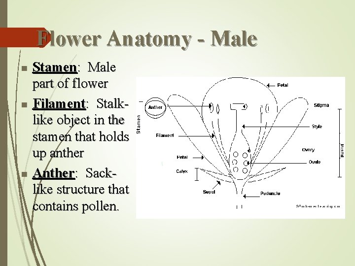 Flower Anatomy - Male n n n Stamen: Male part of flower Filament: Stalklike
