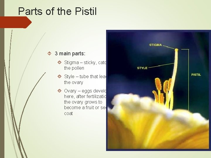 Parts of the Pistil 3 main parts: Stigma – sticky, catches the pollen Style