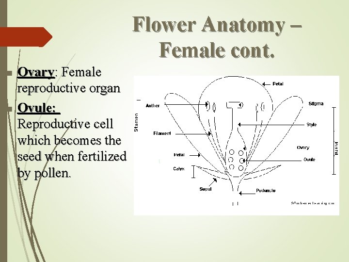 Flower Anatomy – Female cont. n n Ovary: Female reproductive organ Ovule: Reproductive cell