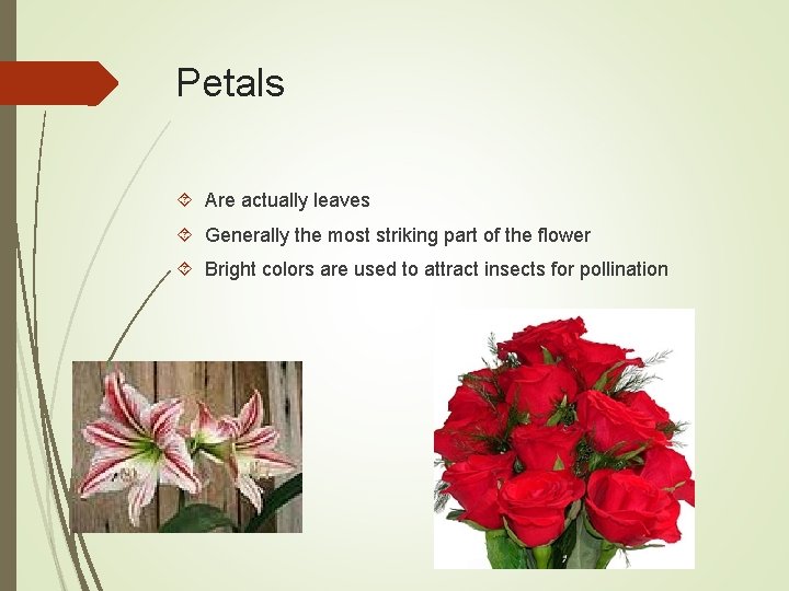 Petals Are actually leaves Generally the most striking part of the flower Bright colors