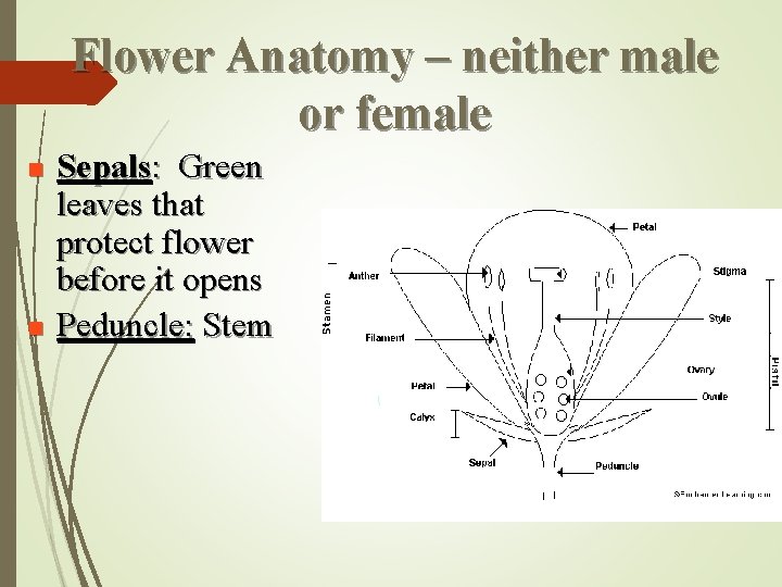 Flower Anatomy – neither male or female n n Sepals: Green leaves that protect