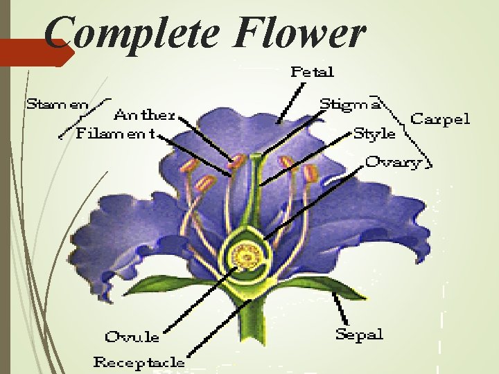 Complete Flower 