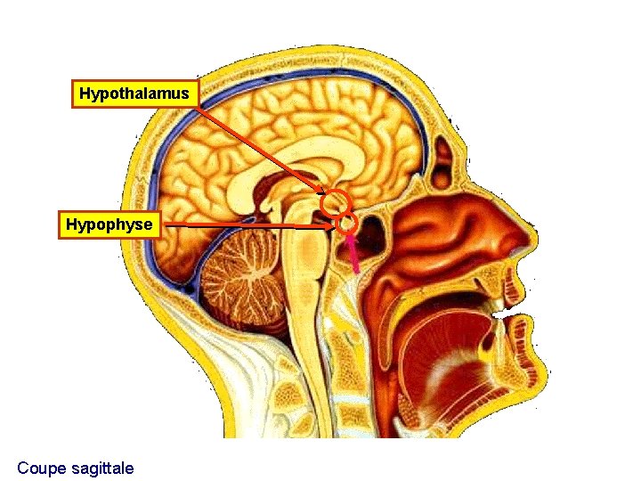 Hypothalamus Hypophyse Coupe sagittale 