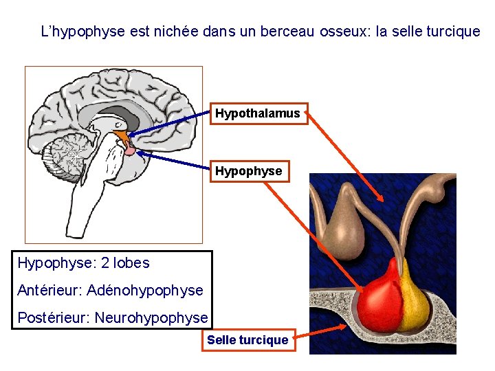 L’hypophyse est nichée dans un berceau osseux: la selle turcique Hypothalamus Hypophyse: 2 lobes