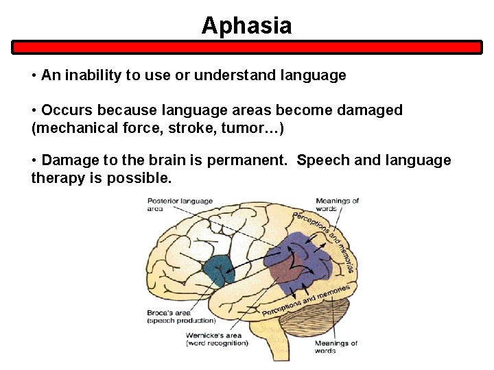 Aphasia • An inability to use or understand language • Occurs because language areas Aphasia • An inability to use or understand language • Occurs because language areas