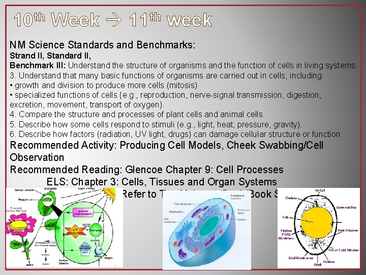 10 th Week 11 th week NM Science Standards and Benchmarks: Strand II, Standard