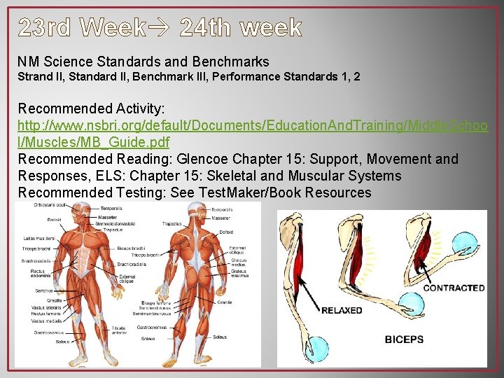 23 rd Week 24 th week NM Science Standards and Benchmarks Strand II, Standard