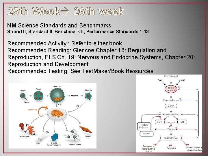 25 th Week 26 th week NM Science Standards and Benchmarks Strand II, Standard