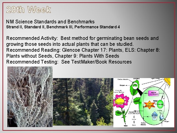 28 th Week NM Science Standards and Benchmarks Strand II, Standard II, Benchmark III,