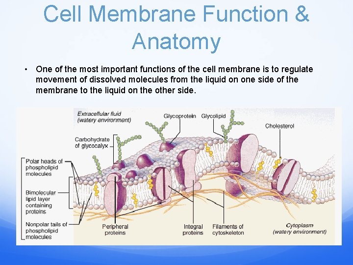 Cell Membrane Function & Anatomy • One of the most important functions of the