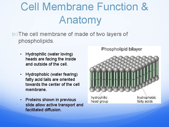 Cell Membrane Function & Anatomy The cell membrane of made of two layers of