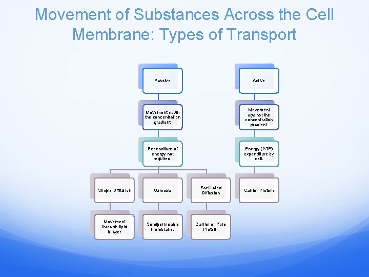 Movement of Substances Across the Cell Membrane: Types of Transport Passive Active Movement down