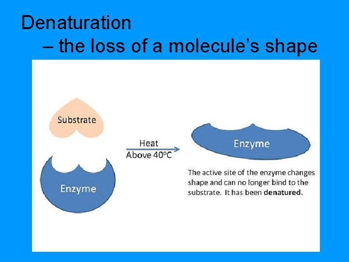 Denaturation – the loss of a molecule’s shape 