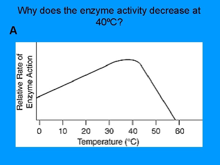 A Why does the enzyme activity decrease at 40ºC? 