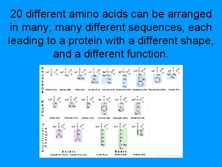 20 different amino acids can be arranged in many, many different sequences, each leading