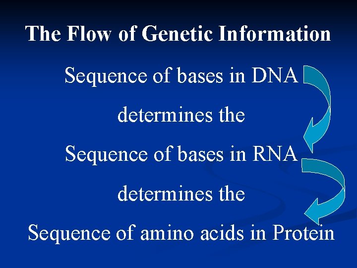 The Flow of Genetic Information Sequence of bases in DNA determines the Sequence of