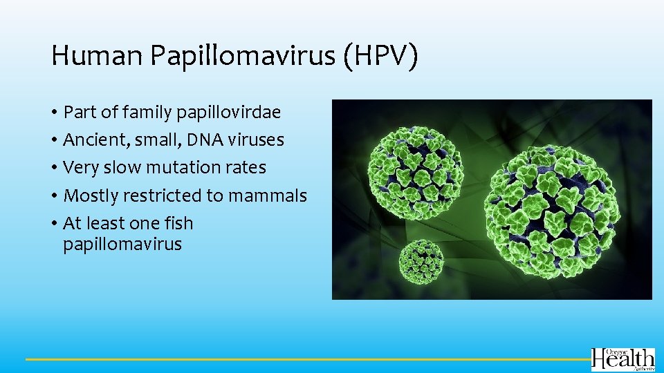 Human Papillomavirus (HPV) • Part of family papillovirdae • Ancient, small, DNA viruses •