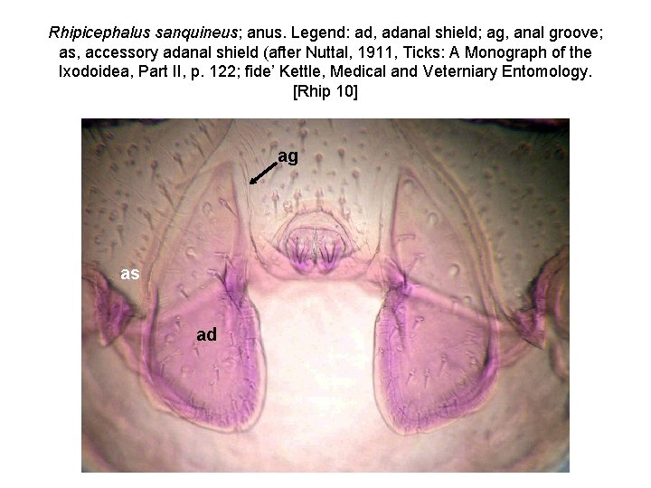 Rhipicephalus sanquineus; anus. Legend: ad, adanal shield; ag, anal groove; as, accessory adanal shield