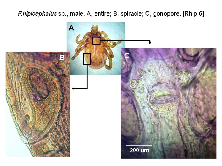 Rhipicephalus sp. , male. A, entire; B, spiracle; C, gonopore. [Rhip 6] A B