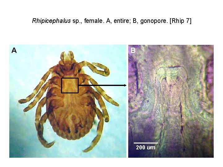 Rhipicephalus sp. , female. A, entire; B, gonopore. [Rhip 7] A B 200 um