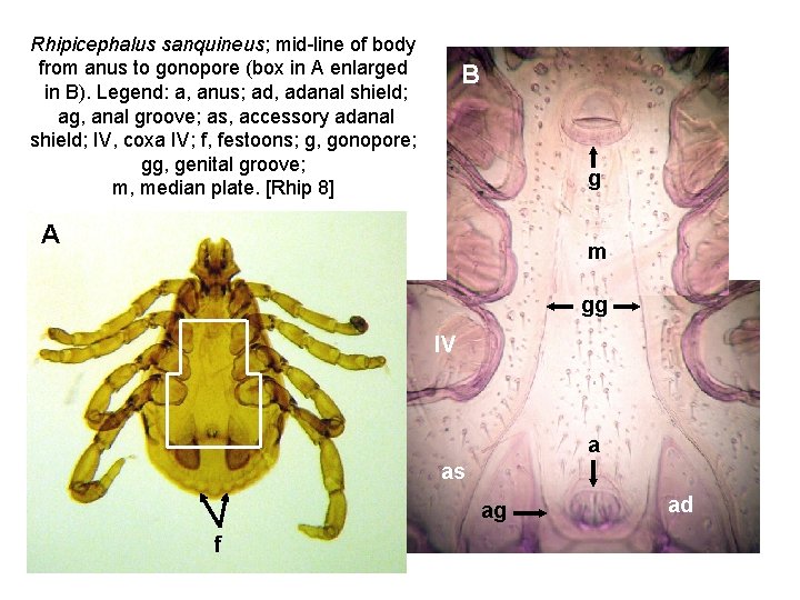 Rhipicephalus sanquineus; mid-line of body from anus to gonopore (box in A enlarged in