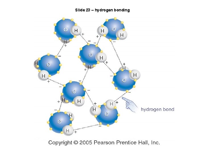 Slide 23 – hydrogen bonding 