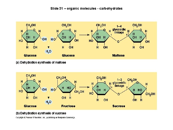 Slide 31 – organic molecules - carbohydrates 