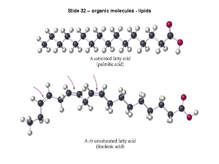Slide 32 – organic molecules - lipids 