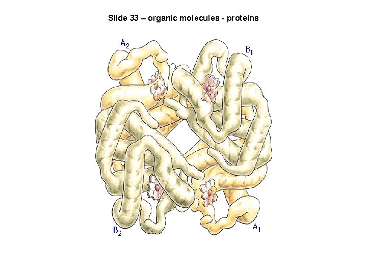 Slide 33 – organic molecules - proteins 