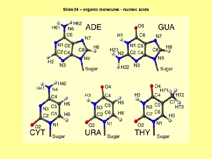 Slide 34 – organic molecules - nucleic acids 