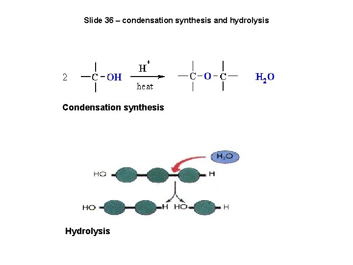 Slide 36 – condensation synthesis and hydrolysis Condensation synthesis Hydrolysis 