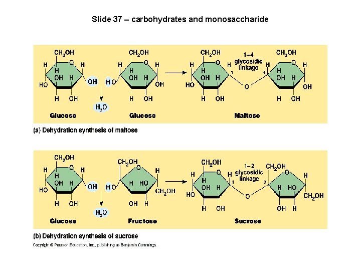 Slide 37 – carbohydrates and monosaccharide 