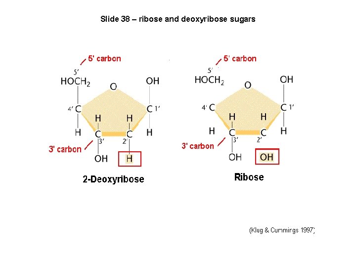 Slide 38 – ribose and deoxyribose sugars 