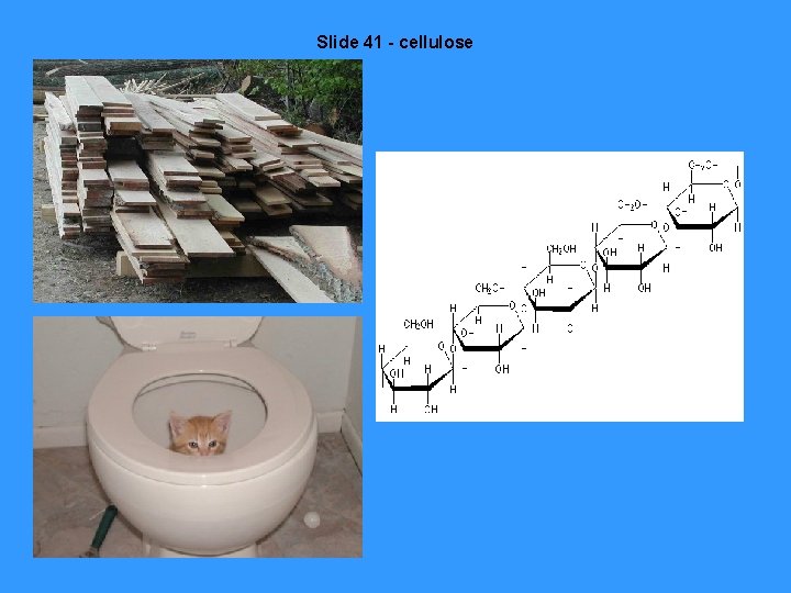 Slide 41 - cellulose 