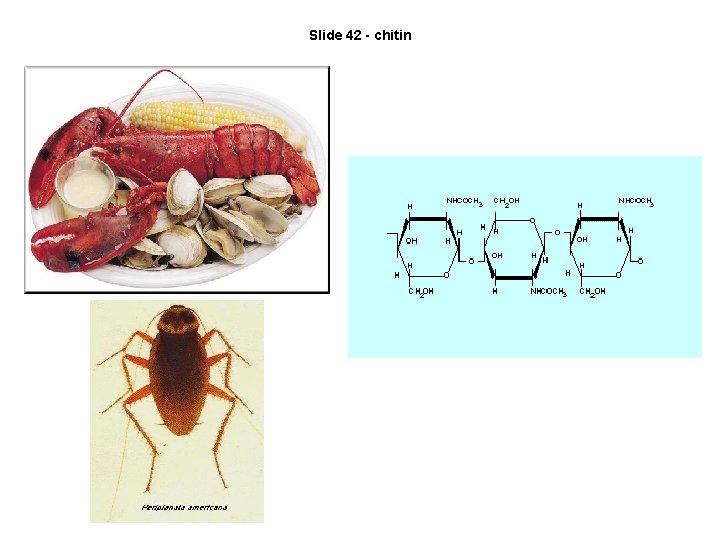 Slide 42 - chitin 